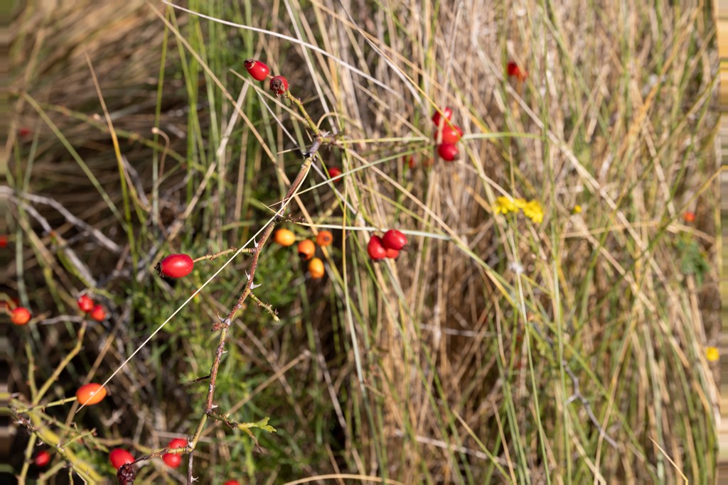 De Duinen 413, Ouddorp